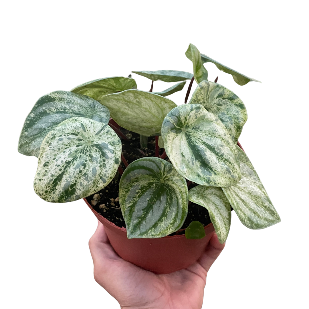Peperomia 'Watermelon Variegated' – Mickey Hargitay Plants