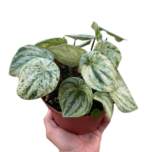 watermelon peperomia potting mix Peperomia 'Watermelon Variegated' – Mickey Hargitay Plants
