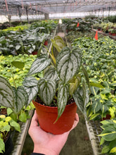 Load image into Gallery viewer, Philodendron &#39;Brandi&#39;