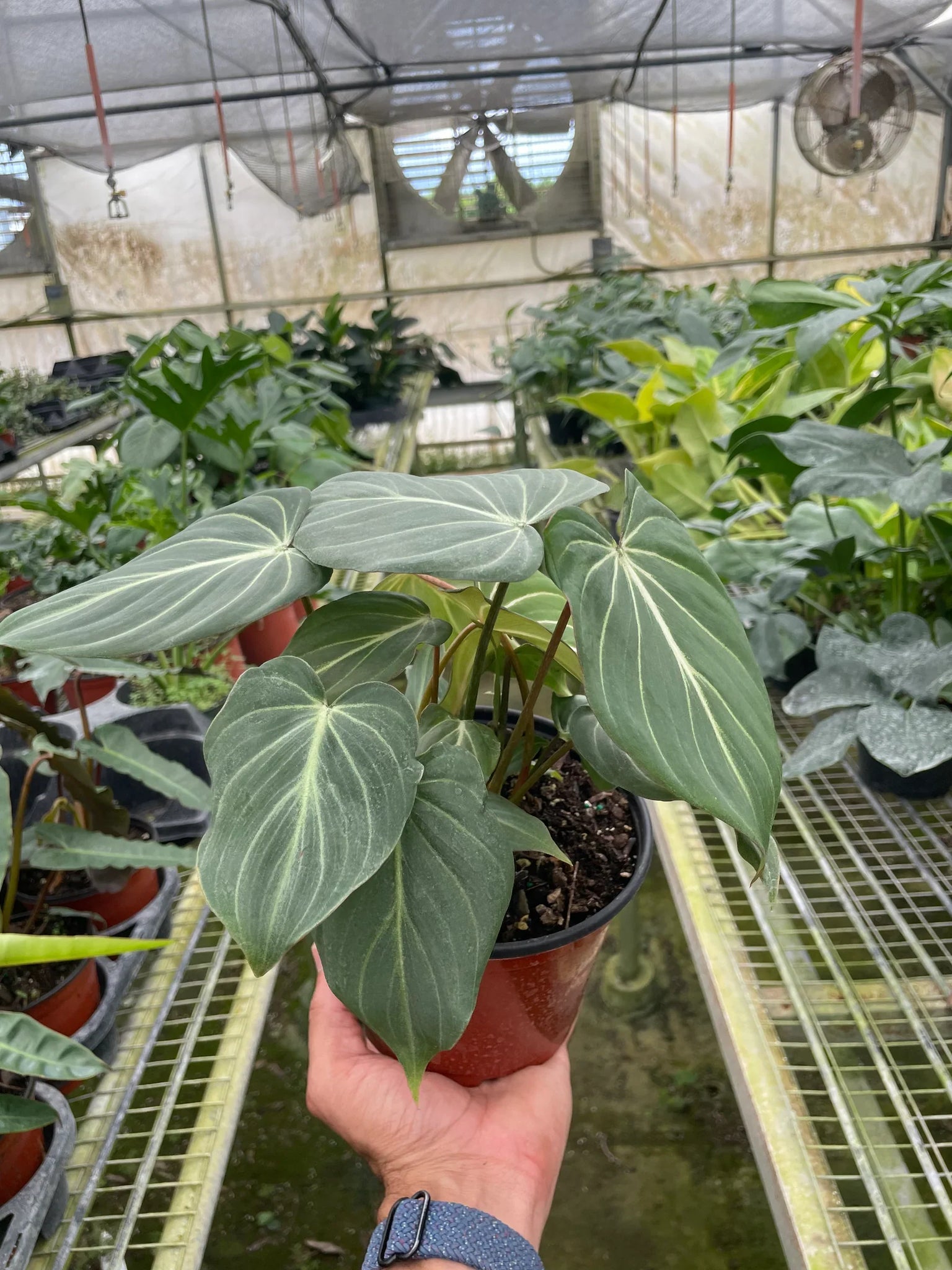 gluttation philodendron Philodendron Gloriosum