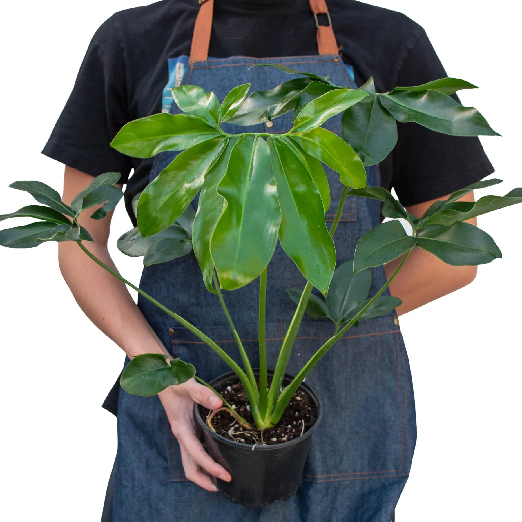 philodendron goeldii variegata Philodendron 'Goeldii' – Mickey Hargitay Plants