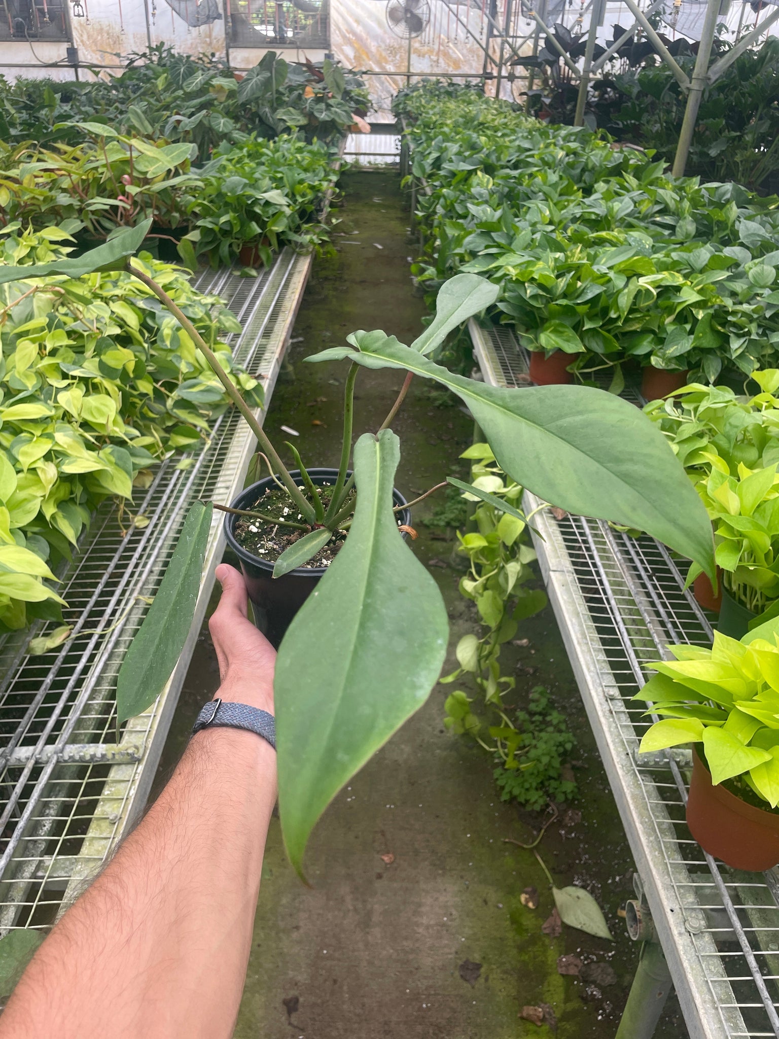 philodendron joepii juvenile Philodendron 'Joepii'