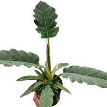 Load image into Gallery viewer, Philodendron &#39;Jungle Boogie&#39;