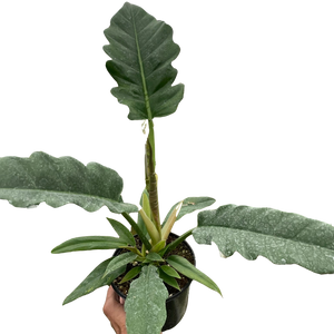 philodendron tiger tooth vs jungle boogie Philodendron 'Jungle Boogie'
