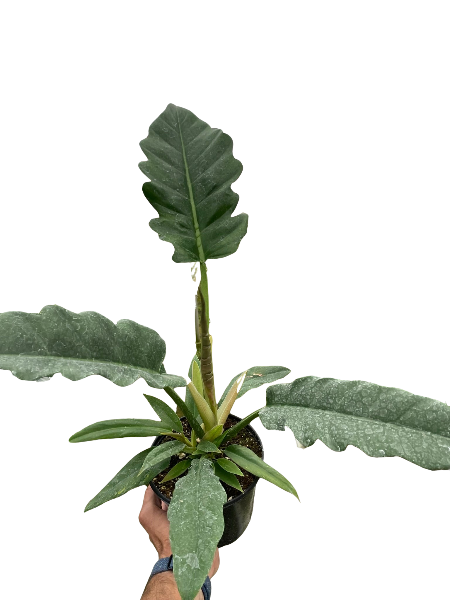 philodendron jungle boogie care Philodendron 'Jungle Boogie' – Mickey Hargitay Plants