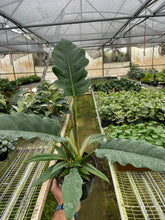 Load image into Gallery viewer, Philodendron &#39;Jungle Boogie&#39;