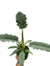 Load image into Gallery viewer, Philodendron &#39;Jungle Boogie&#39;