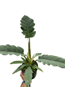 philodendron pluto vs jungle boogie Philodendron 'Jungle Boogie'