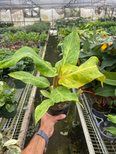 Load image into Gallery viewer, Philodendron &#39;Orange Marmalade&#39;