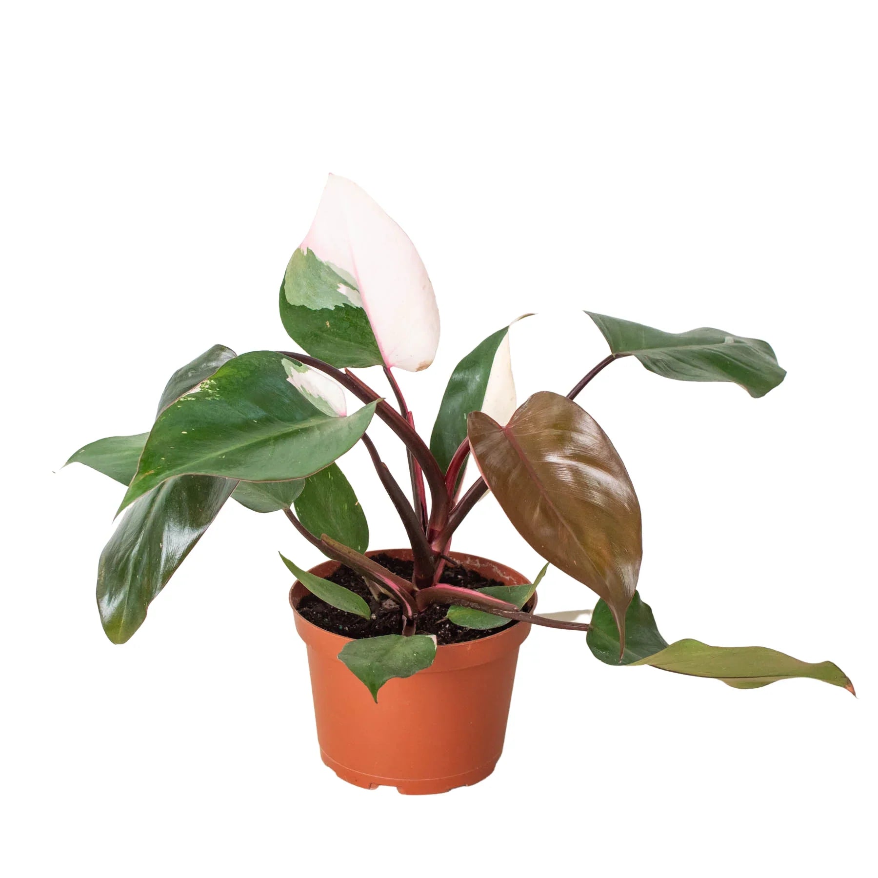 pink and green philodendron Philodendron 'Pink Princess' – Mickey Hargitay Plants