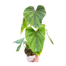 Load image into Gallery viewer, Philodendron PlowManii