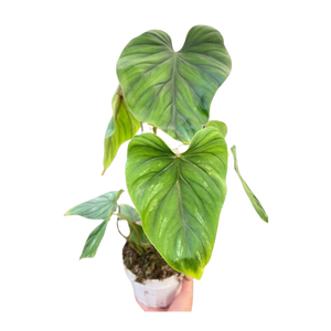 Philodendron PlowManii