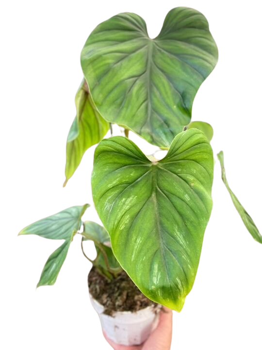 philodendron plowmanii petiole Philodendron PlowManii – Mickey Hargitay Plants