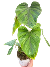 Load image into Gallery viewer, Philodendron PlowManii