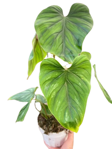 Philodendron PlowManii