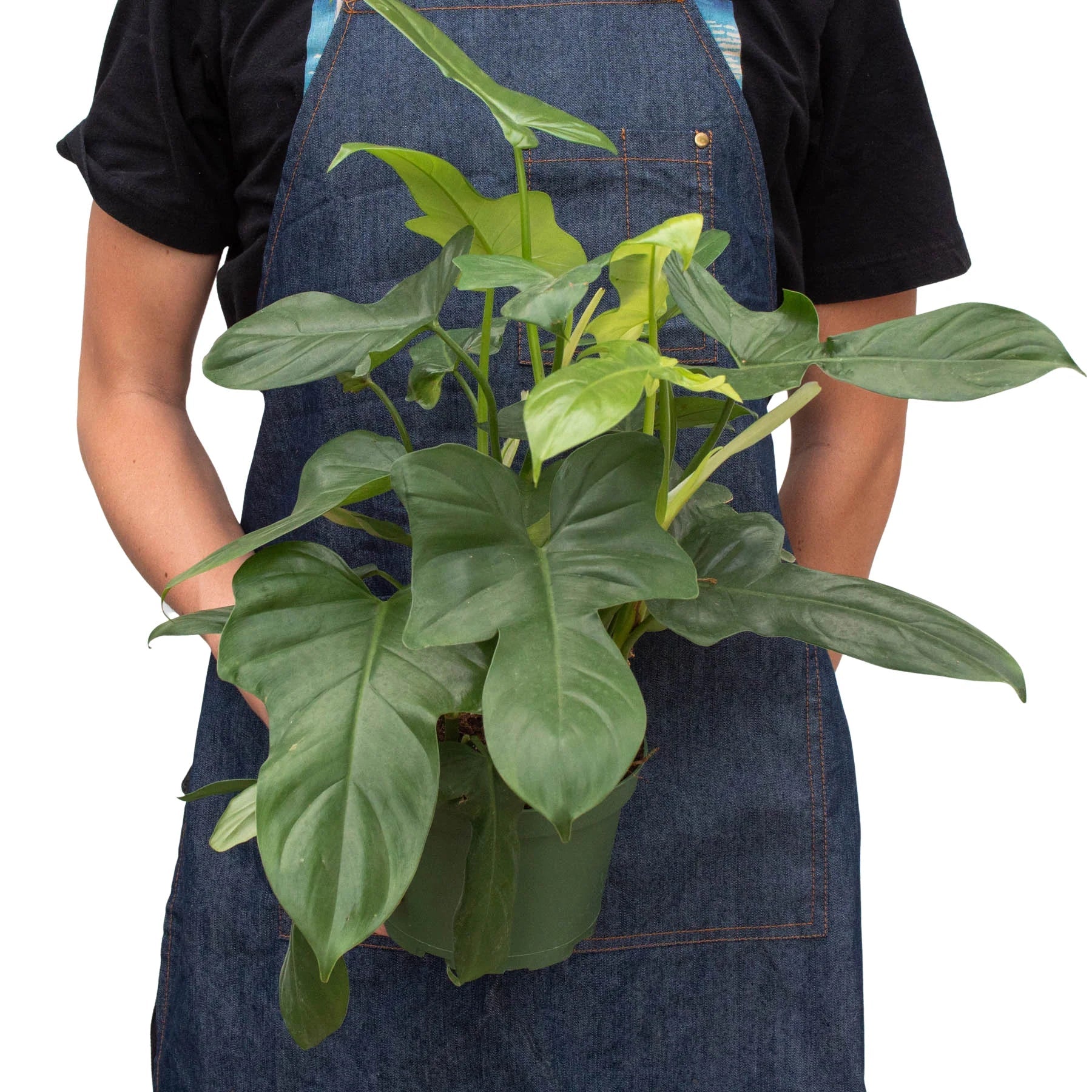 philodendron silver queen Philodendron 'Silver Sword' – Mickey Hargitay Plants