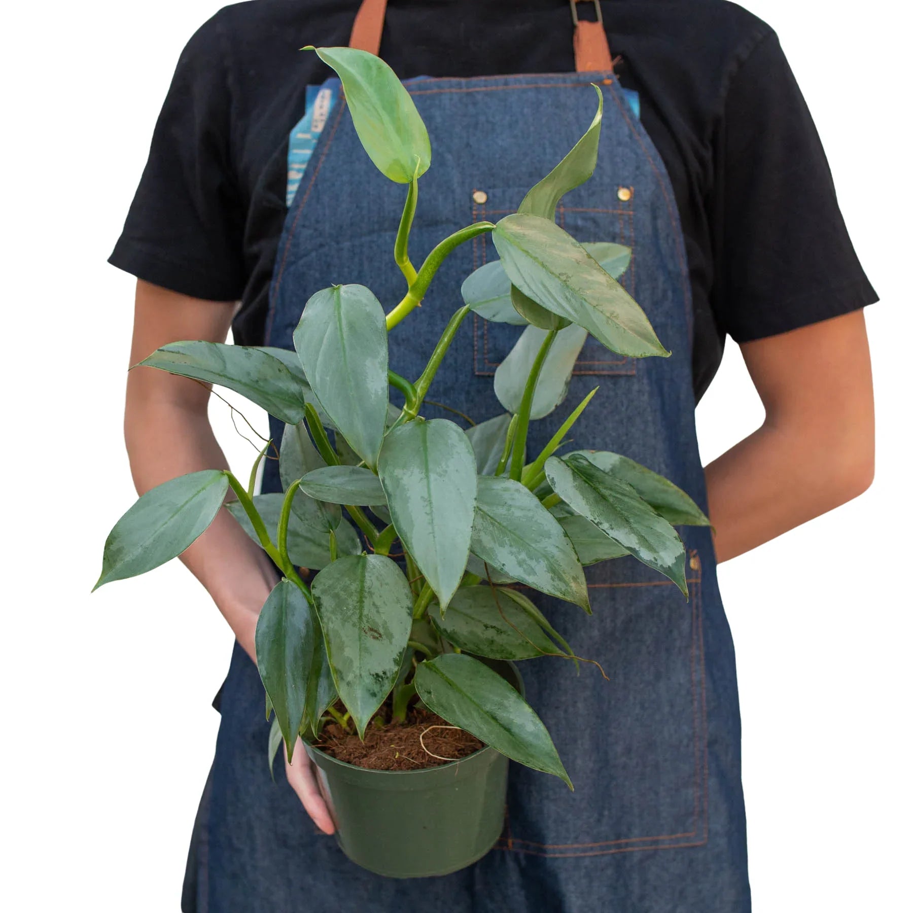 philodendron green sword Philodendron 'Silver Sword' – Mickey Hargitay Plants