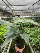 Load image into Gallery viewer, Philodendron &#39;Silver Sword&#39;