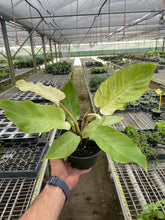 Load image into Gallery viewer, Philodendron &#39;Snowdrift&#39;