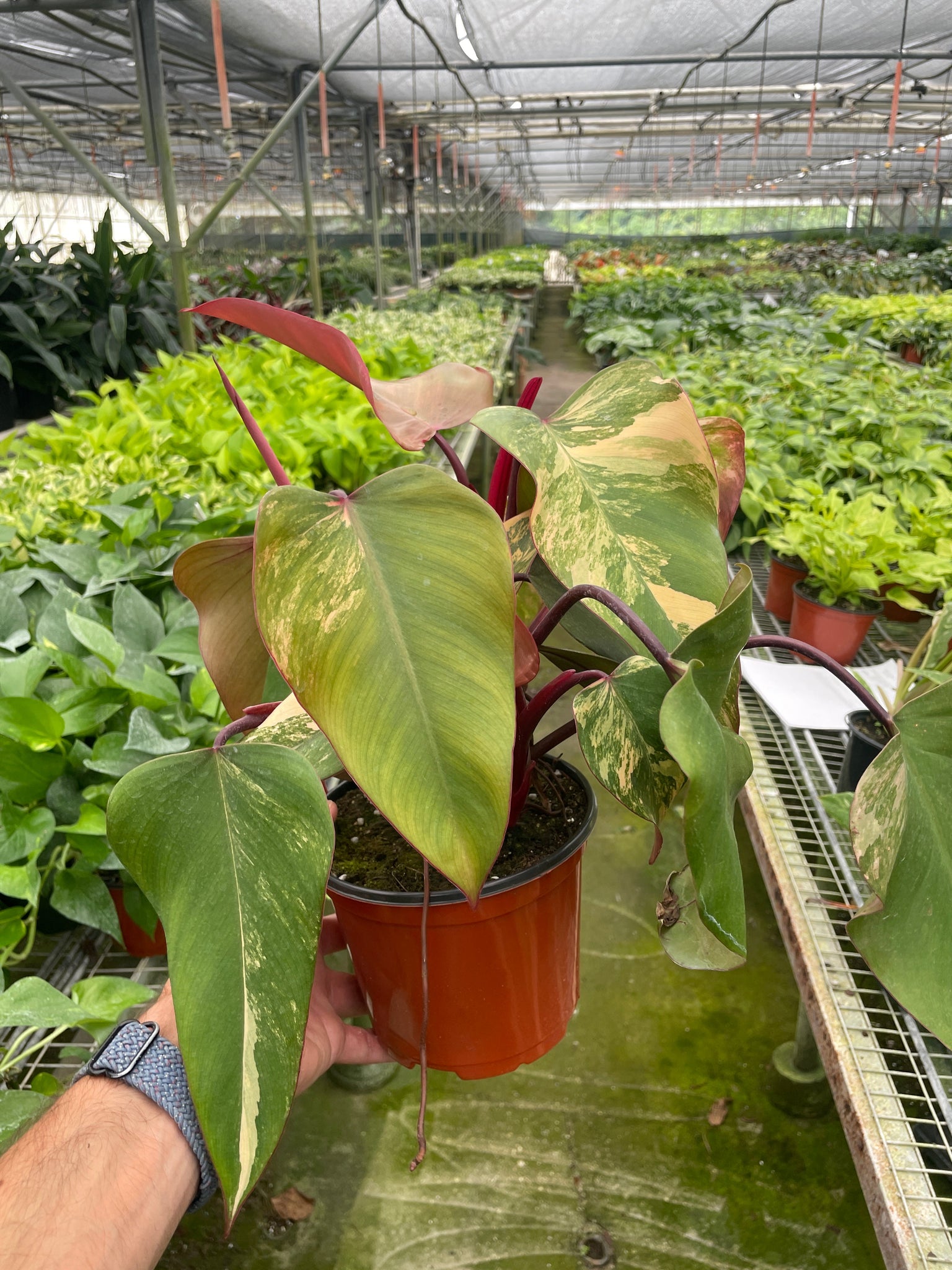 philodendron erubescens strawberry shake Philodendron 'Strawberry Shake'