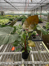 Load image into Gallery viewer, Philodendron &#39;Summer Glory&#39;