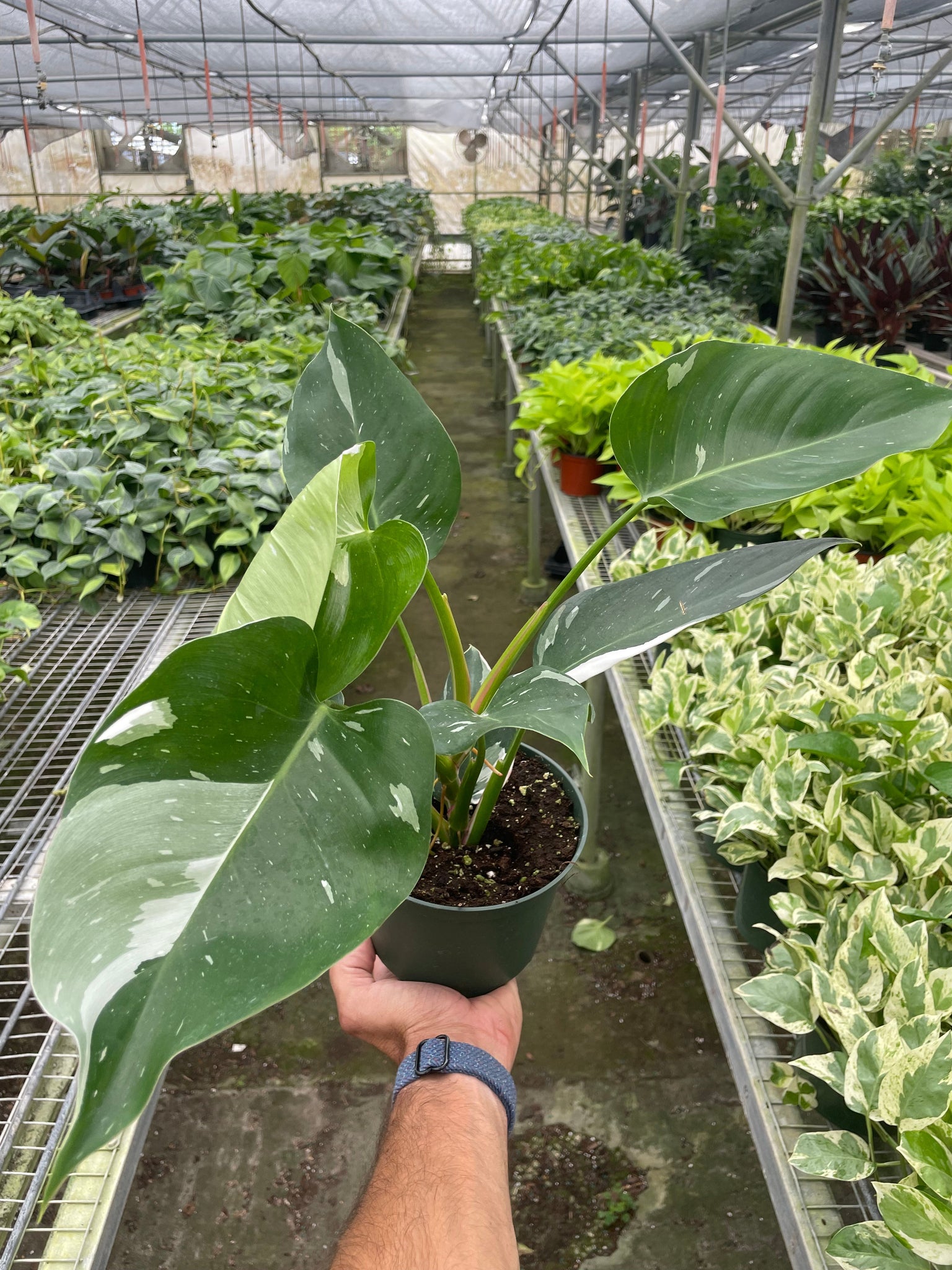 white princess philodendron plant Philodendron 'White Princess' – Mickey Hargitay Plants