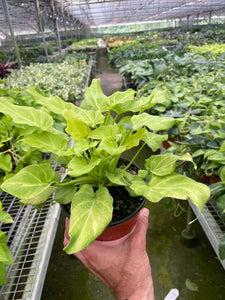 philodendron xanadu aurea variegata Philodendron 'Xanadu' Variegated – Mickey Hargitay Plants