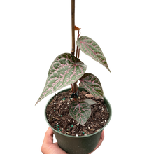 Load image into Gallery viewer, Piper &#39;Crocatum&#39;