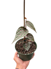 Load image into Gallery viewer, Piper &#39;Crocatum&#39;