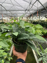 Load image into Gallery viewer, Pothos &#39;Cebu Blue&#39;