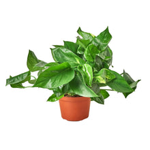 Load image into Gallery viewer, Pothos &#39;Golden&#39;