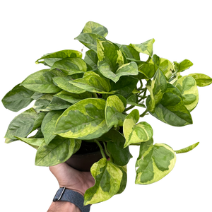 bushy pothos Pothos 'Lemon Meringue' – Mickey Hargitay Plants