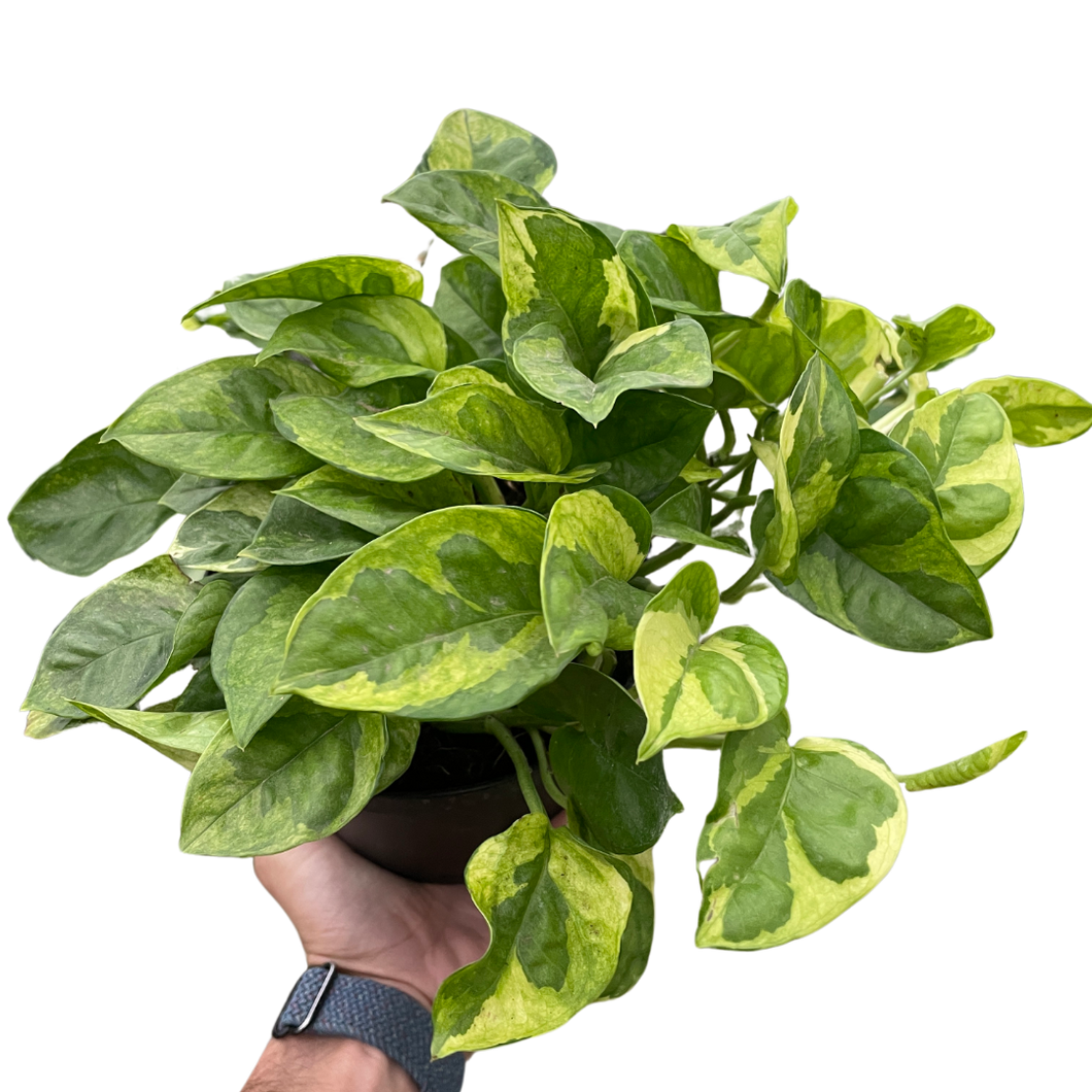 mary pothos Pothos 'Lemon Meringue'
