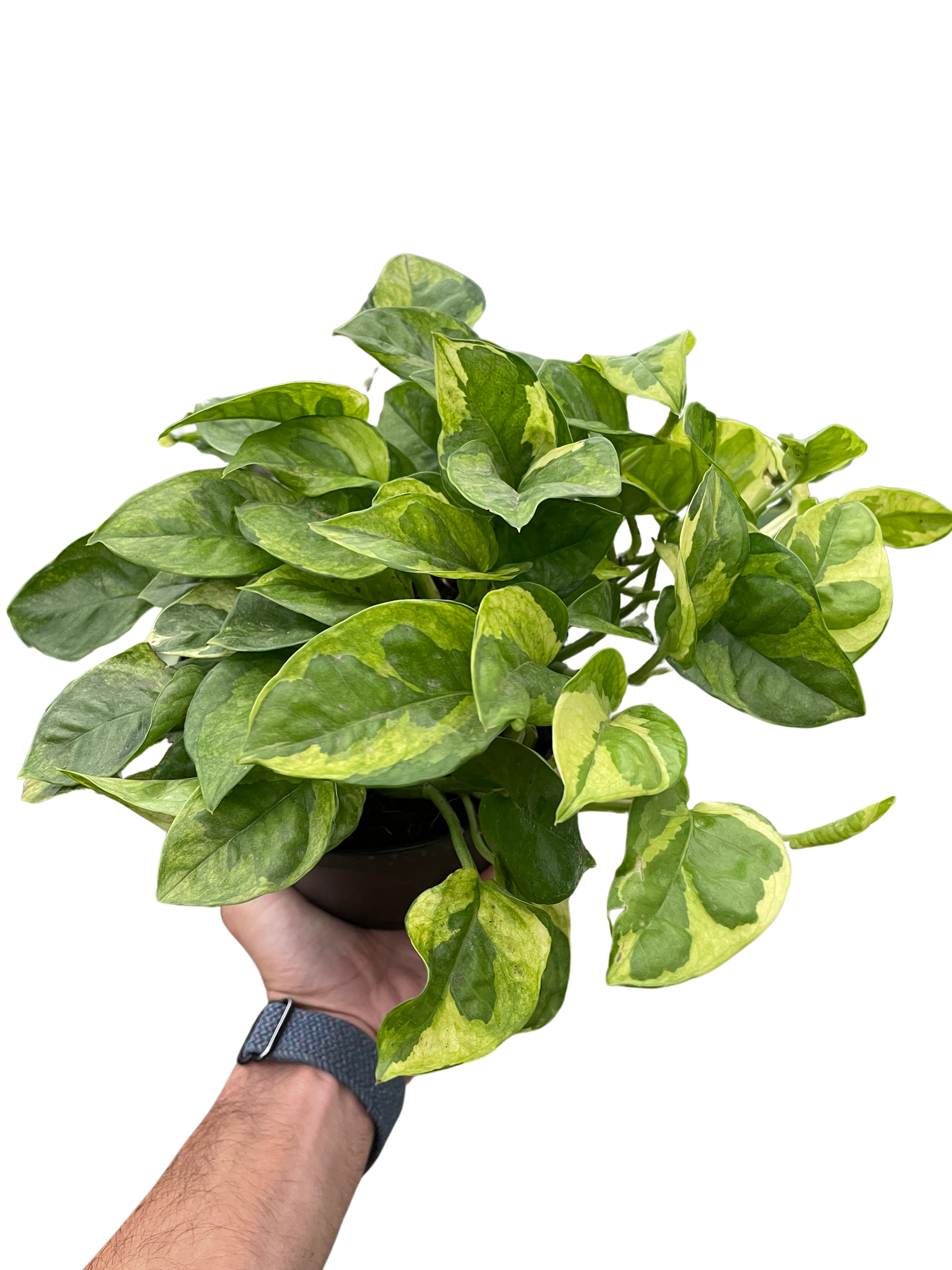 golden pothos botanical name Pothos 'Lemon Meringue' – Mickey Hargitay Plants