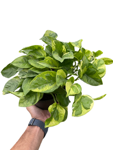 global green pothos vs lemon meringue Pothos 'Lemon Meringue' – Mickey Hargitay Plants