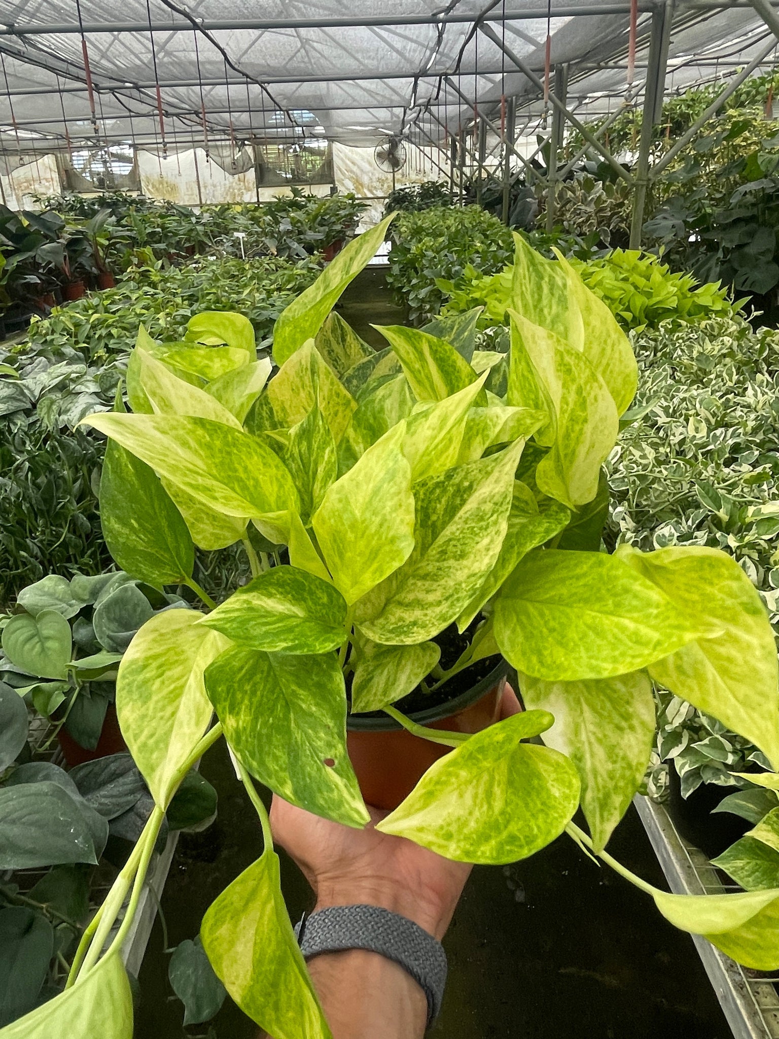 pothos sun queen Pothos 'Neon Queen' – Mickey Hargitay Plants