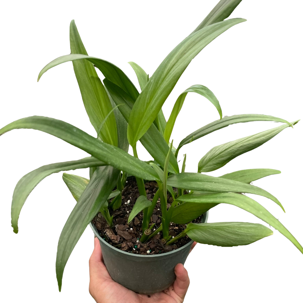 silver pothos brown tips Pothos 'Silver Streak' – Mickey Hargitay Plants