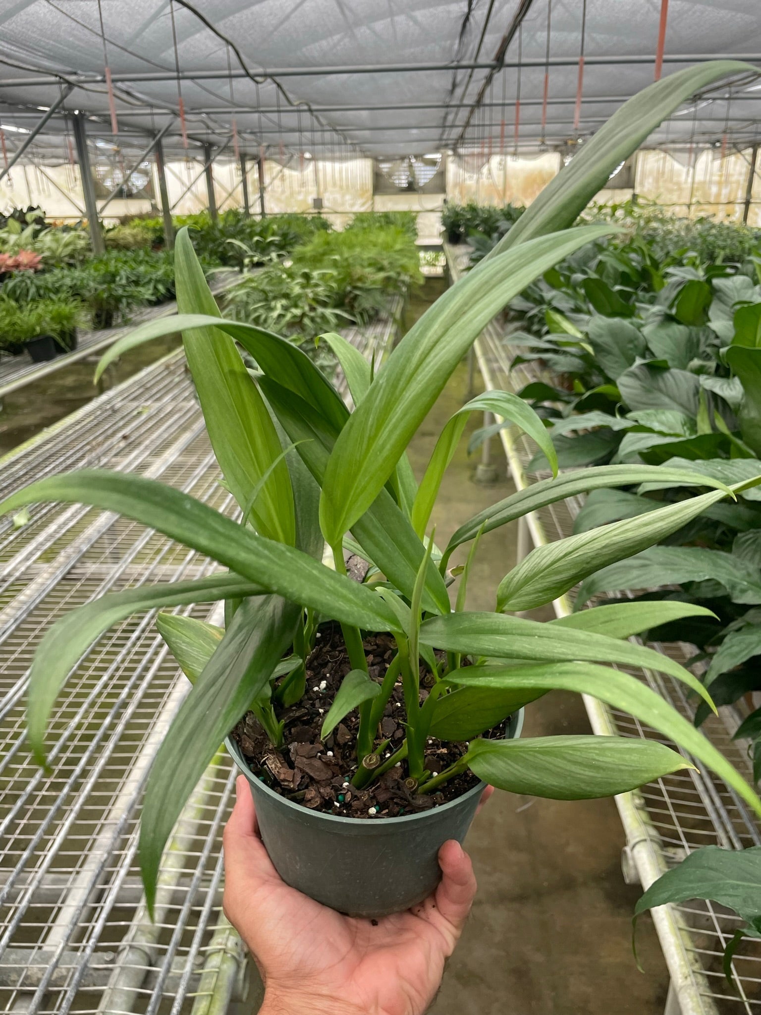 pothos silver stripe Pothos 'Silver Streak' – Mickey Hargitay Plants