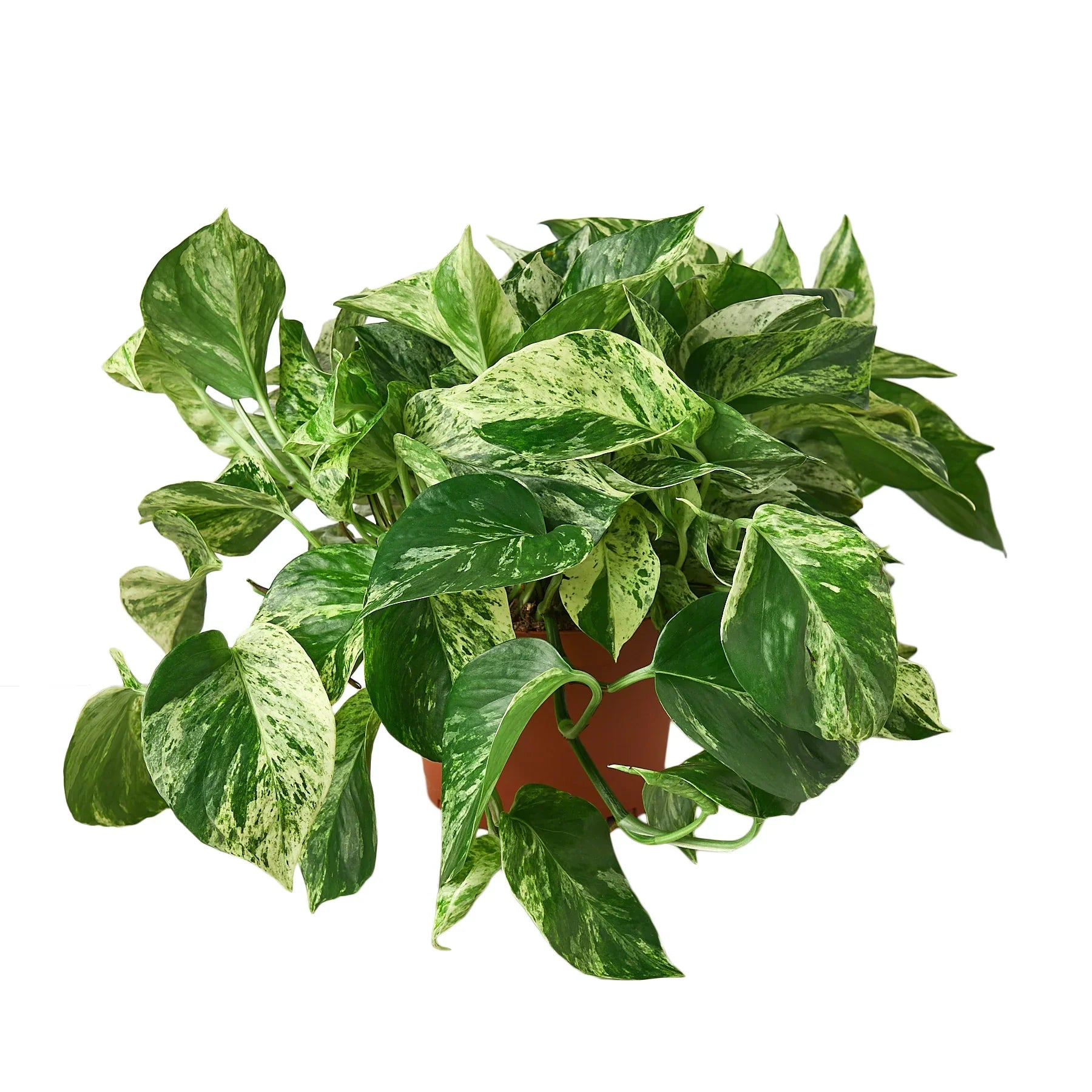 marble pothos hanging plant Pothos 'Marble Queen' – Mickey Hargitay Plants