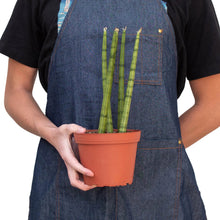 Load image into Gallery viewer, Snake Plant Cylindrica