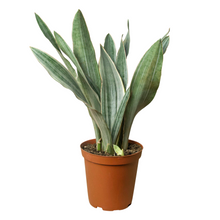 Load image into Gallery viewer, Snake Plant &#39;Sayuri&#39;