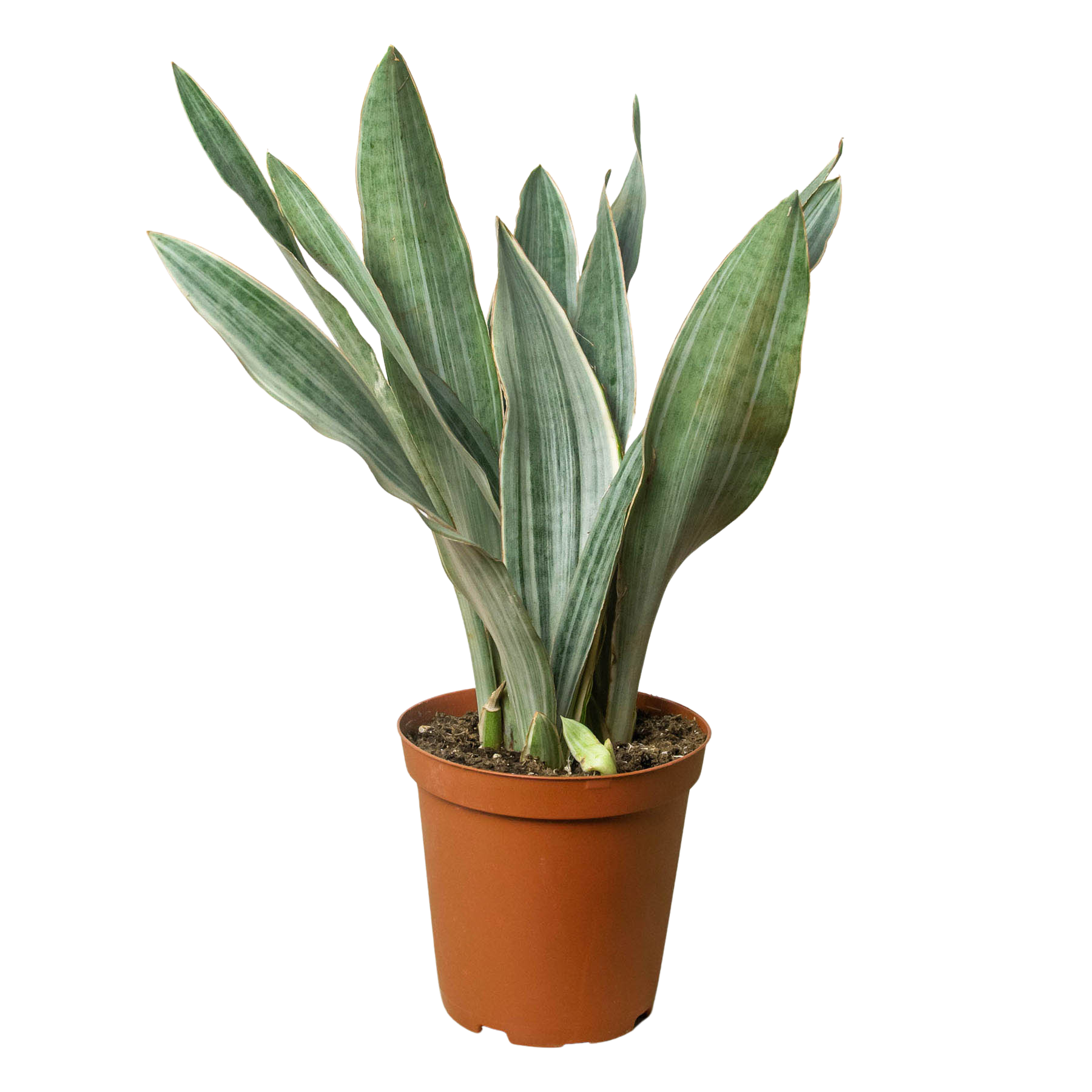 sayuri sansevieria Sansevieria Sayuri Live Plant - Silver Metallica Snake Plant