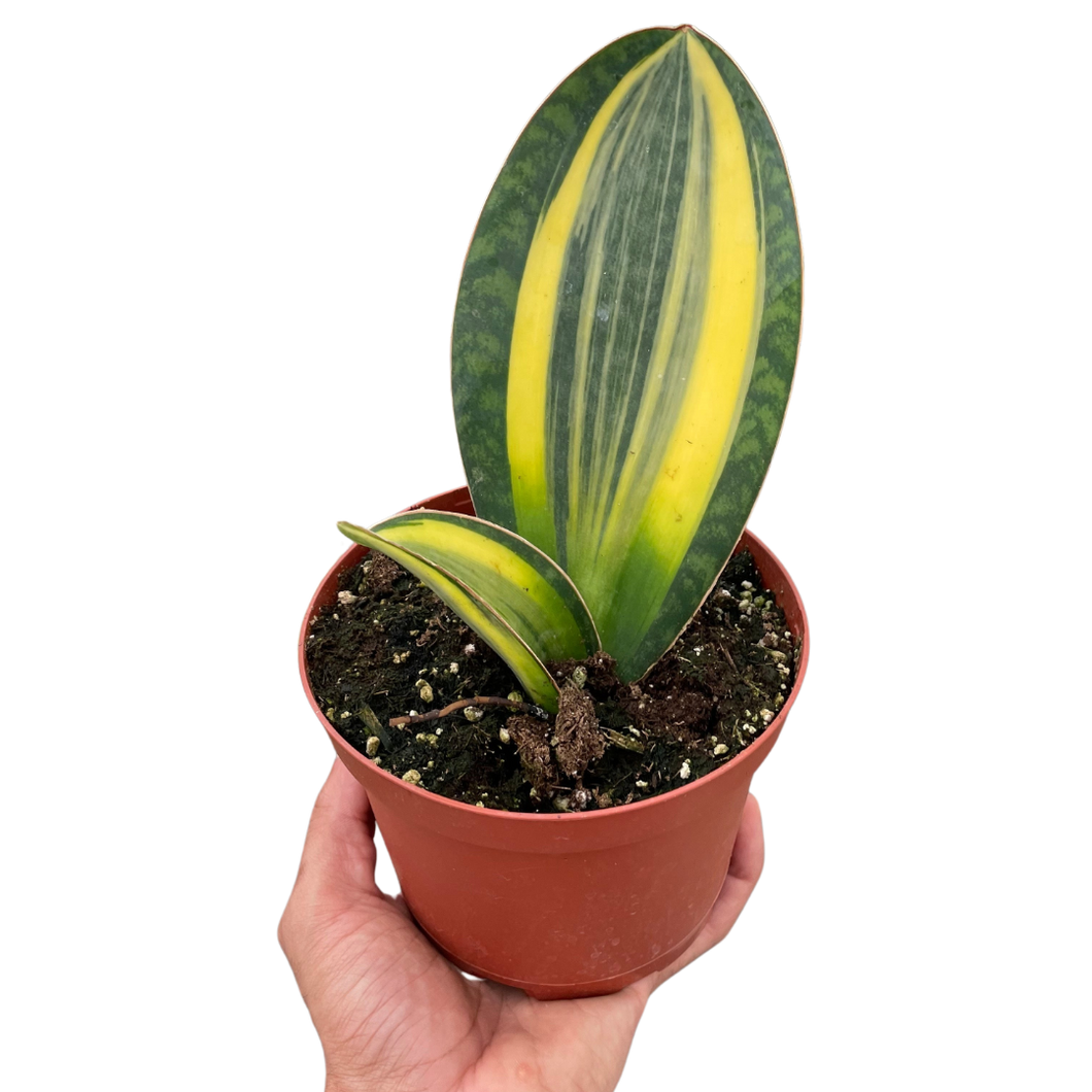 sansevieria masoniana variegated for sale Variegated Shark Fin Snake Plant – Mickey Hargitay Plants