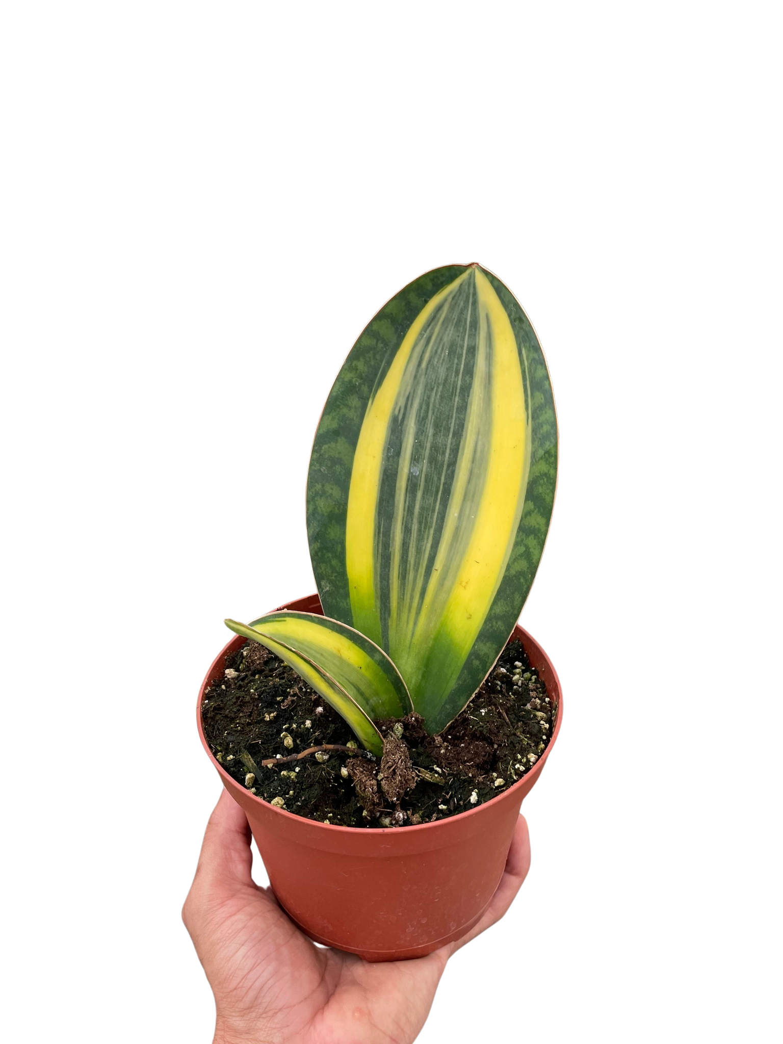 snake plant canada Variegated Shark Fin Snake Plant