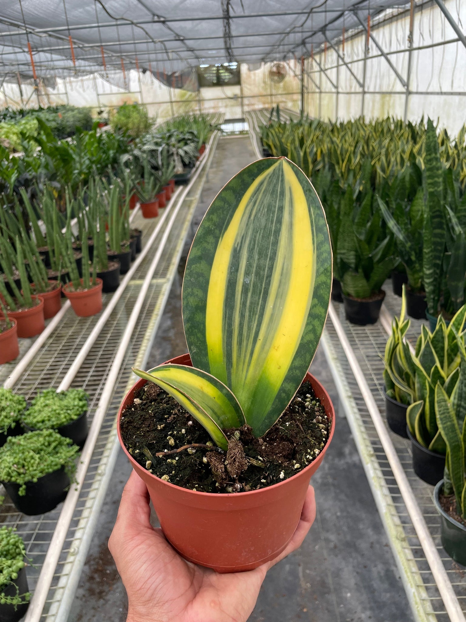sansevieria botanic Variegated Shark Fin Snake Plant
