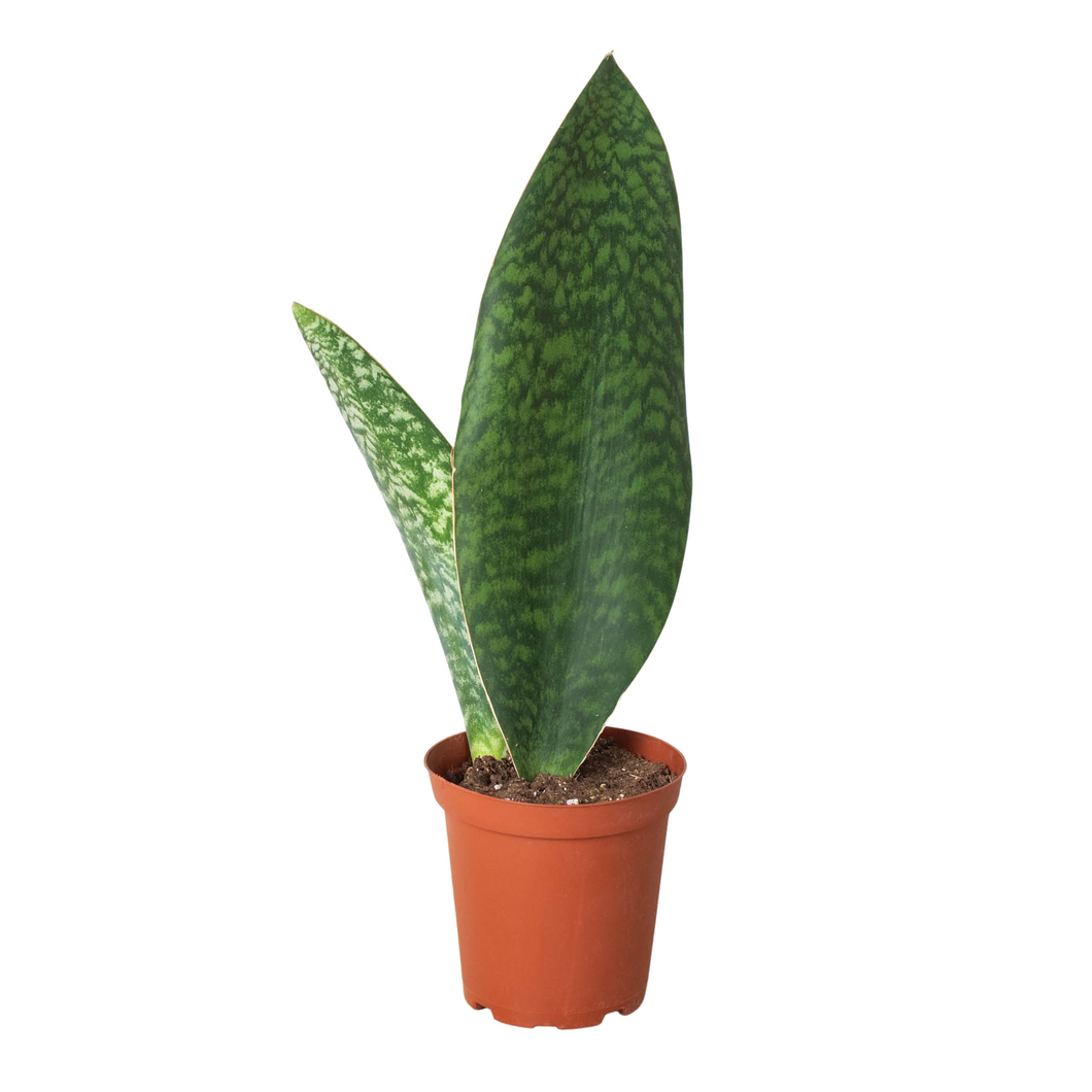 green fingers market snake plant Shark Fin Snake Plant – Mickey Hargitay Plants