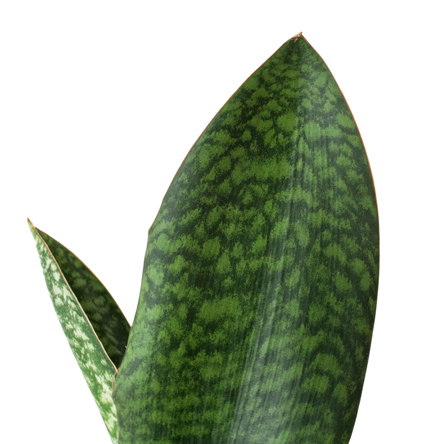 shark snake plant Shark Fin Snake Plant – Mickey Hargitay Plants