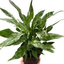 Load image into Gallery viewer, Variegated Spathiphyllum &#39;Domino&#39;