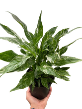 Load image into Gallery viewer, Variegated Spathiphyllum &#39;Domino&#39;
