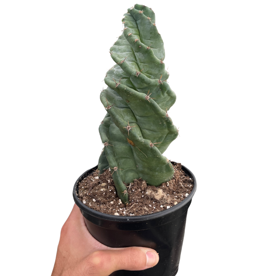 Cereus forbesii 'Spiralis' – Mickey Hargitay Plants